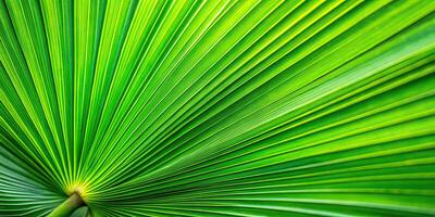 Abstract green palm leaf texture background with tropical feel and shallow depth of field photo