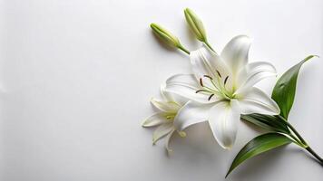 A beautiful white lily branch pictured from above on a white background photo