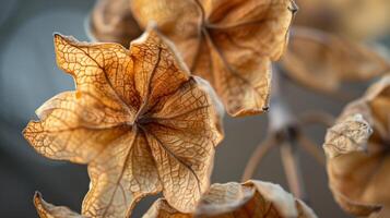 Dried white flower pattern which has withered or lacks water botanical background photo