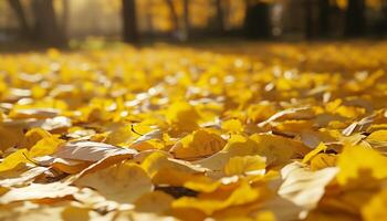 Yellow leaves maple falling to down covered soil in autumn nature background photo
