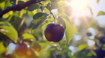 Black apple in tree with macro bokeh background sunlight summer photo