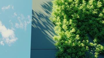 Green leaves botanical decoration with shadow on the wall building background photo