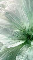 Green flowers closeup petal blooming close up nature theme with story solid background photo