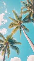 Coconut palm trees tropical vegetation taken from above with blue sky and clouds photo