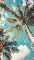 Coconut palm trees tropical vegetation taken from above with blue sky and clouds photo