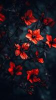 Captivating red flower dramatic photo effect dark blurred background portrait style