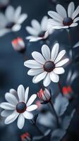Captivating white flower dramatic photo effect dark blurred background portrait style