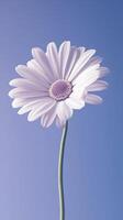 Daisy white beauty blooming single flower with story portrait background photo
