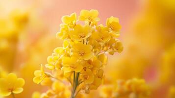 Canola flower closeup detail blossoming with blurred background photo
