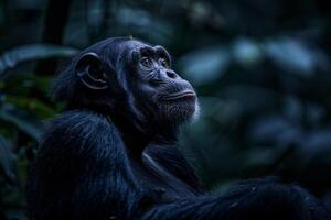 A chimpan is sitting in the dark with its eyes closed photo
