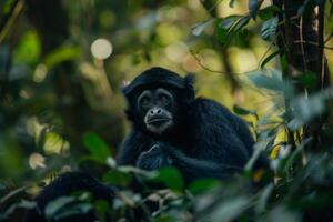 A black monkey sitting in the middle of the forest photo