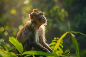 A monkey sitting on a branch in the jungle photo