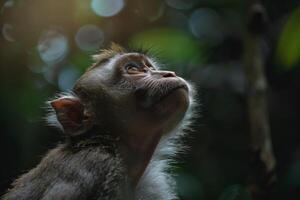 A monkey looks up at the sky in the forest photo
