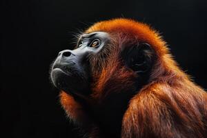 A red monkey with a black background photo
