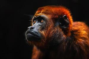A red monkey with orange eyes looking to the side photo