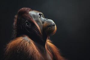 An orangutan is looking up at something photo