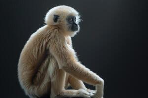 A white - bearded gibbon sitting on a rock photo