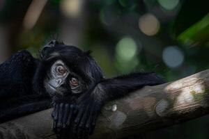A black monkey is resting on a tree branch photo