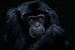 A chimpanzee with orange eyes sitting on a black background photo
