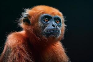 A red - headed gibbon monkey looking up at the camera photo