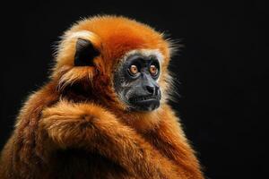 A red - headed gibbon monkey on a black background photo