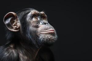 A chimpanzee is looking up at something photo