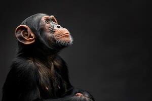 A chimpanzee is looking up at something photo