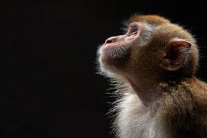 A monkey is looking up at something photo