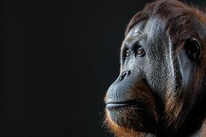 An orangutan is looking off to the side photo
