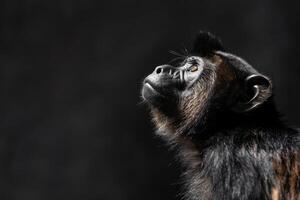 A monkey is looking up into the sky photo