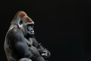 A gorilla sitting on a rock with his hands on his knees photo