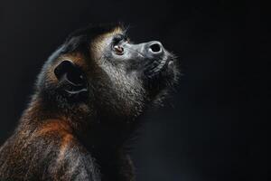 A monkey looking up at something in the dark photo