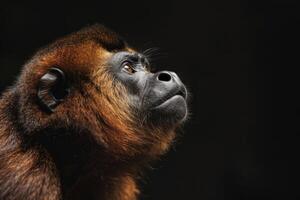 A monkey looking up at something in the dark photo