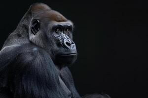A gorilla is sitting in front of a black background photo
