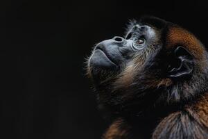 A monkey looking up at something in the dark photo