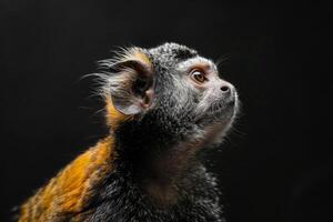 A monkey is looking up at something photo