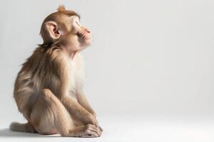 A monkey sitting on a white background photo