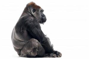 A gorilla sitting down on a white background photo