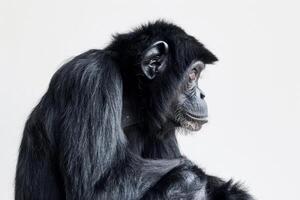 A chimpanzee sitting on a white background photo