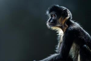 A monkey sitting on a rock with a dark background photo