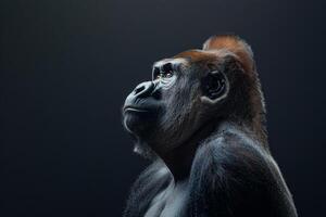 Portrait of a male gorilla isolated on black background photo