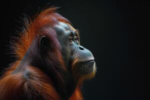 An oranguel monkey with long hair on its head photo