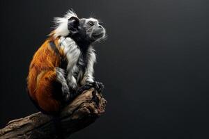 A monkey sitting on a branch with a black background photo