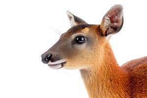 A deer with a big nose and a big mouth photo