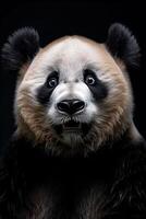 A panda bear is smiling in front of a black background photo