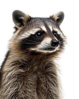 A raccoon is standing in front of a white background photo