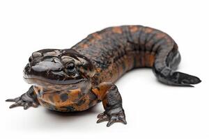 A small black and orange lizard on a white background photo