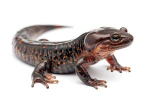 A red and black lizard with black spots photo
