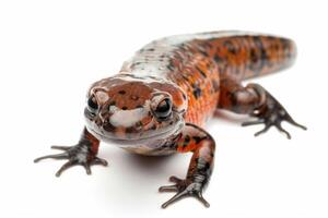 A red and black lizard on a white background photo