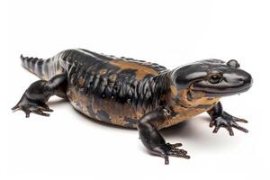 A black and brown lizard is standing on its hind legs photo